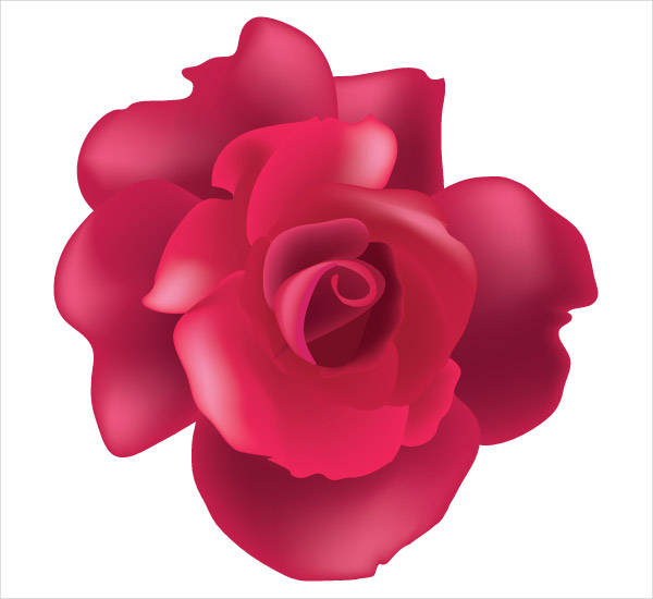 rose flower vector